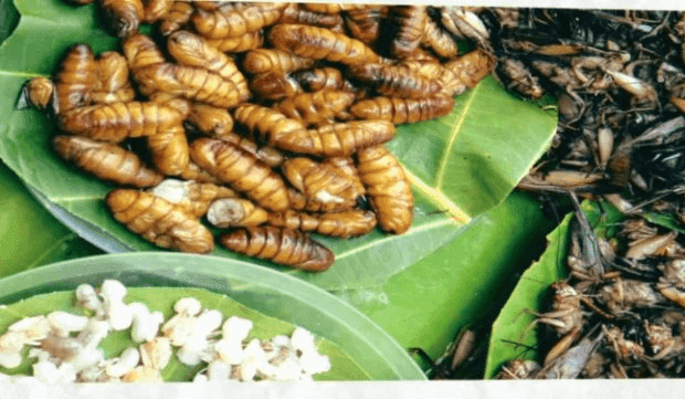 Еда будущего