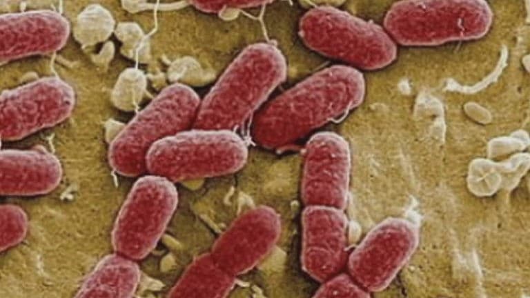 Невидимая власть микробов